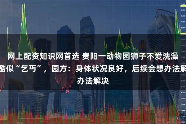 网上配资知识网首选 贵阳一动物园狮子不爱洗澡，酷似“乞丐”，园方：身体状况良好，后续会想办法解决